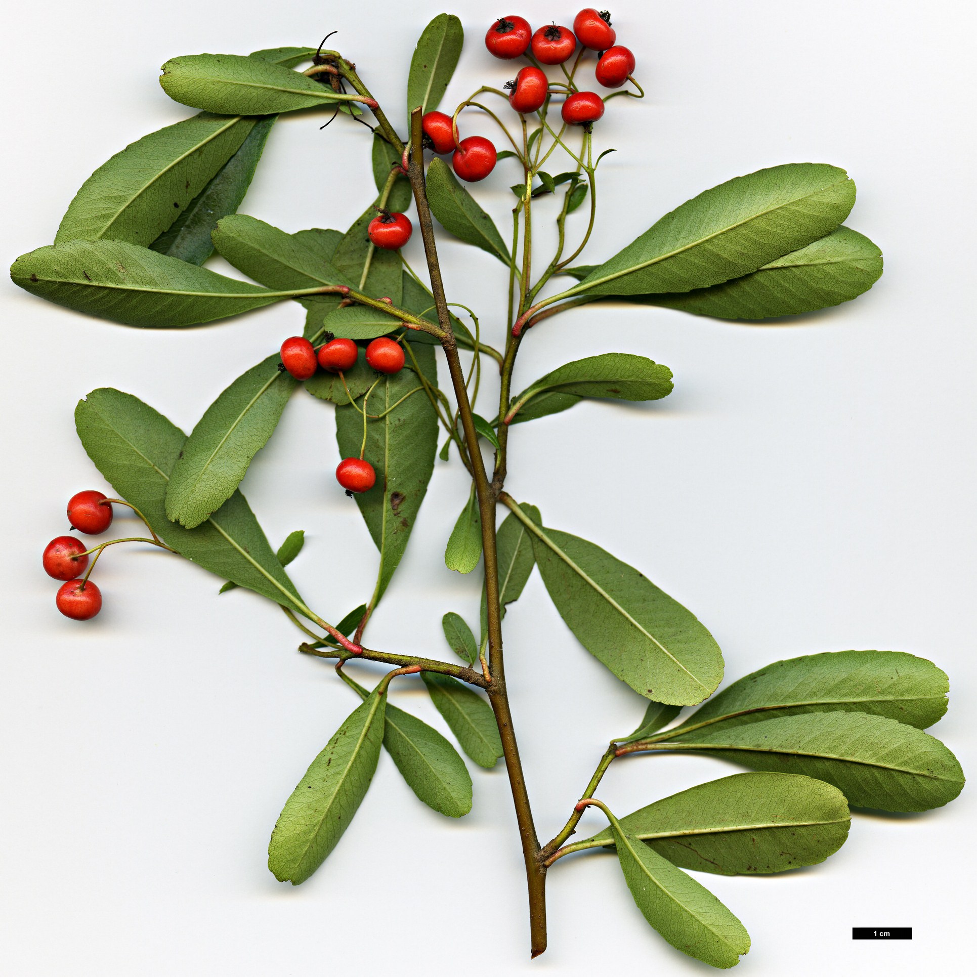High resolution image: Family: Rosaceae - Genus: Pyracantha - Taxon: crenatoserrata